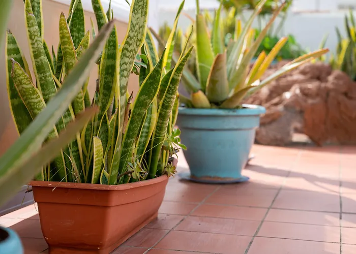 Drago * Icod De Los Vinos